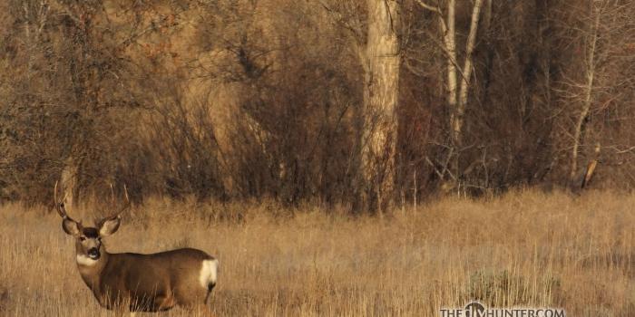 1920x1200 Hunting Desktop Wallpapers - Top Free Hunting Desktop Backgrounds