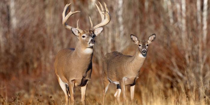 1920x1080 Hunting Wallpapers 1920x1080 (1064.96 KB)