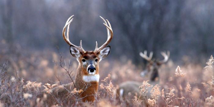 1456x1011 Deer Hunting Wallpaper | Tab Wallpapers