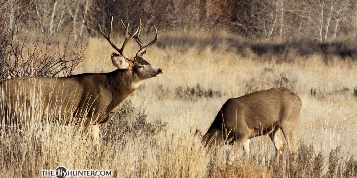 1920x1200 The DIY Hunter - The DIY Hunter's Hunting Desktop Wallpapers