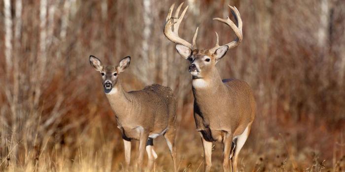 1600x1000 Free hunting wallpapers Gallery