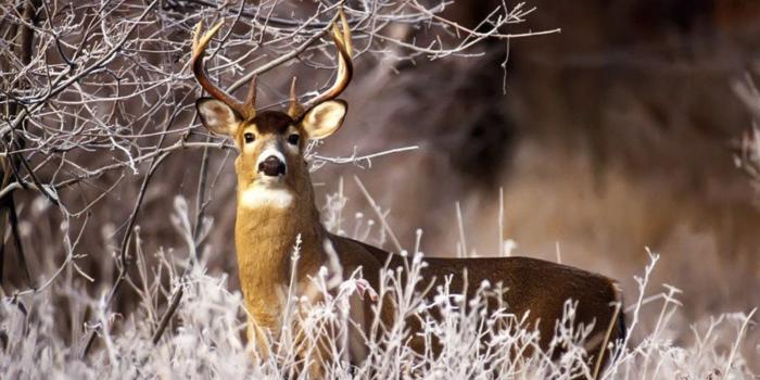 1600x1200 Deer Hunting Wallpaper Free on MarkInternational.info