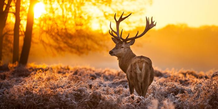 2880x1800 Deer Hunting Wallpaper - (31+) Group Wallpapers