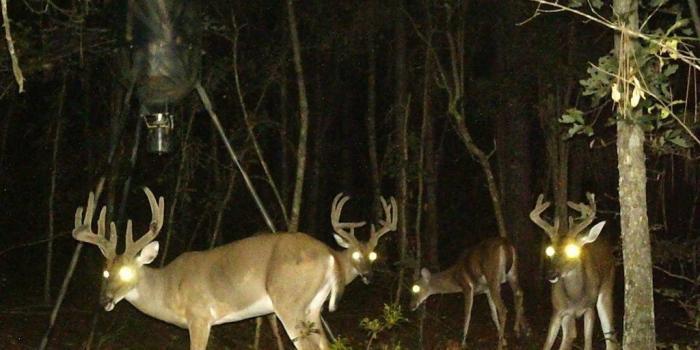 1024x910 Big Deer Hunting Wallpaper, Deer Hunting In Georgia Desktop Background