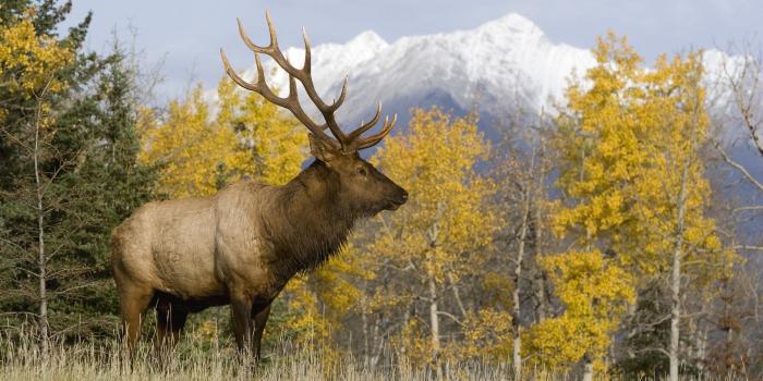 1920x1080 Hunting desktop backgrounds Whitetail Deer Hunting Wallpapers