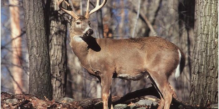 1024x768 deer hunting wallpaper – Popular Image Wallpaper 2018