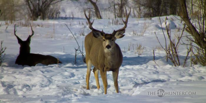 1920x1080 deer hunting wallpaper HD