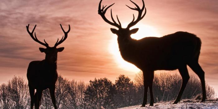 1920x1080 Deer wallpaper group with items - Free HD Wallpapers