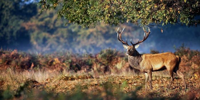 1920x1080 Deer Hunting Backgrounds Free Download - Pexels Wallpaper