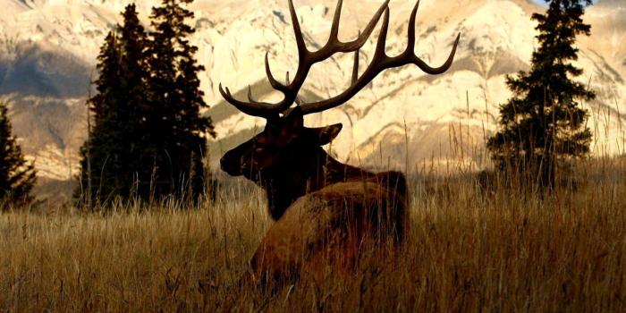 1600x1011 27377 hunting wallpaper hd