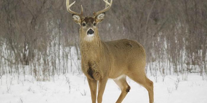 1600x1200 Deer Hunting Wallpaper Free | HD Photo Collection - 2018