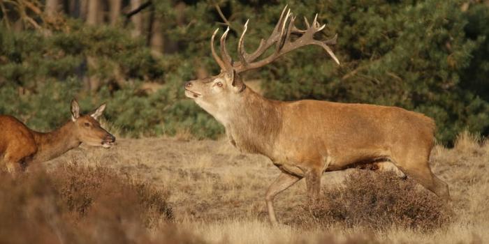 1920x1080 Elk, Wildlife, Ecosystem, Deer, Handheld Devices HD Wallpaper