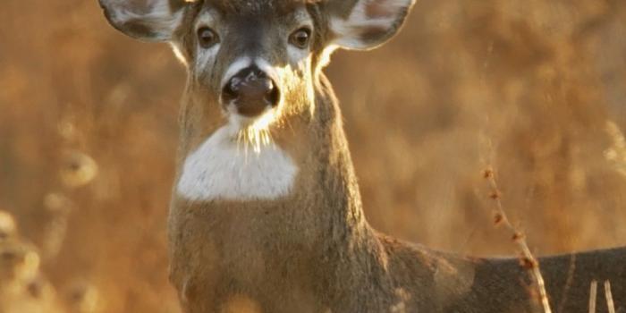 1080x1920 Download Wallpaper 1080x1920 Deer hunter cast, Deer hunting, Deer in