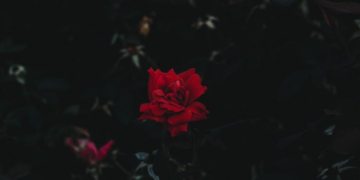 1366x768 Download wallpaper 1366x768 rose, bud, flower, dark background
