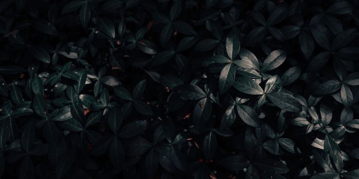 1366x768 Download wallpaper 1366x768 plant, leaves, dark tablet, laptop hd