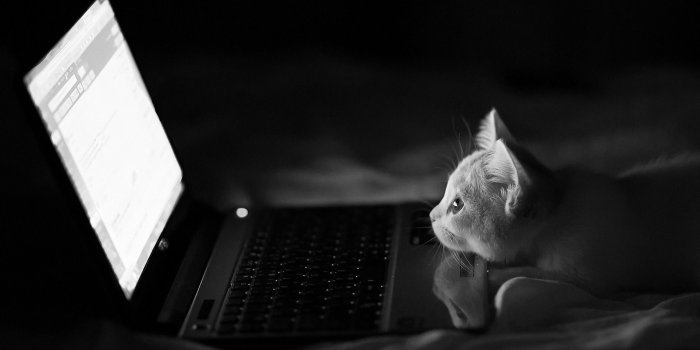 1920x1200 bed, animals, dark, cat, laptop, humor, monochrome :: Wallpapers
