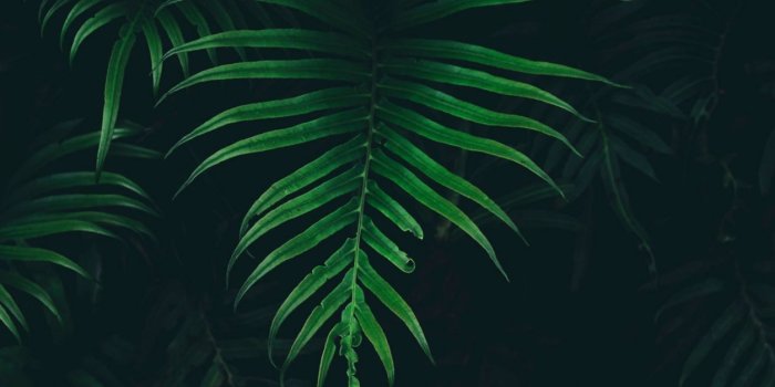 1256x714 Dark Nature Wallpapers For Desktop | Mobile Wallpapers