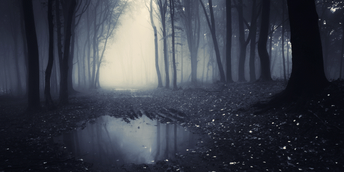 3840x2160 Download Dark Forest Laptop Wallpaper In UHD 4K0131