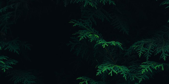 1366x768 PAPERS.co | desktop wallpaper | vs89-tree-leaf-green-pattern-nature-dark