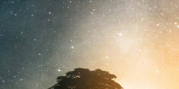 720x1280 Galaxy With Tree Wallpaper by 9satcreations - 86 - Free on ZEDGE™