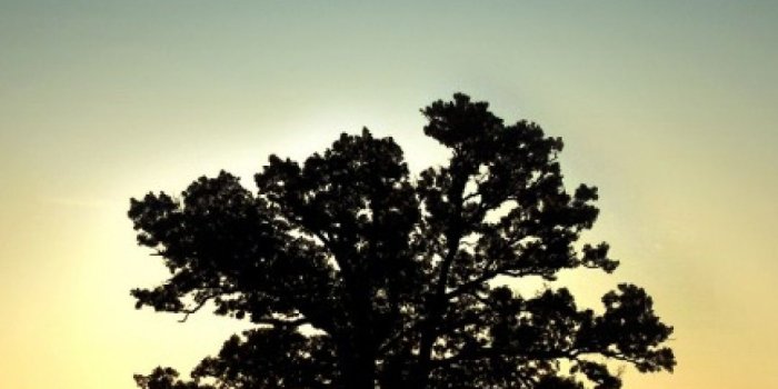 1080x1920 1080x1920 Sunset Night Stars Tree Field Galaxy s4 wallpaper