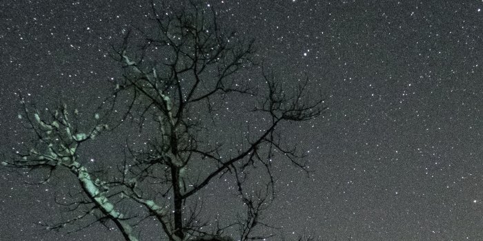 2160x3840 Download wallpaper 2160x3840 stars, night, sky, trees samsung galaxy