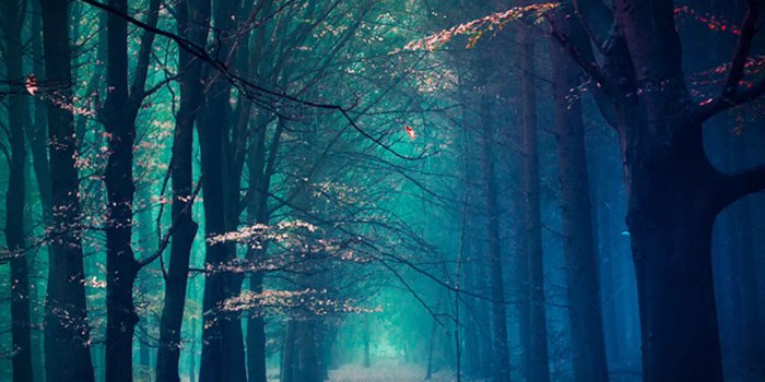 2160x1920 Winter Tree Lock Screen 2160x1920 Samsung Galaxy Note 3 Wallpaper