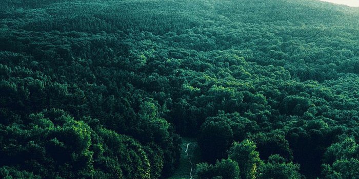 1440x2560 Forest Galaxy Wallpapers - Top Free Forest Galaxy Backgrounds