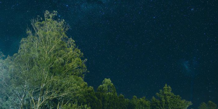 5120x5120 oc85-night-galaxy-sky-star-nature-wood-forest-wallpaper