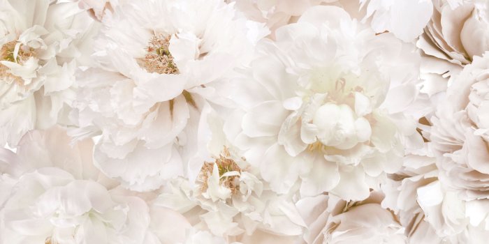 4000x4000 Graham & Brown White Flowers Cream Floral Wallpaper | Departments