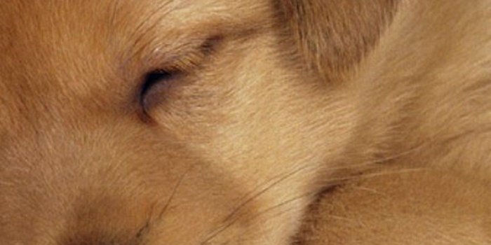 1080x1920 Wallpaper Of Puppies Best Of Puppy Wallpapers Unique - Iphone Cute