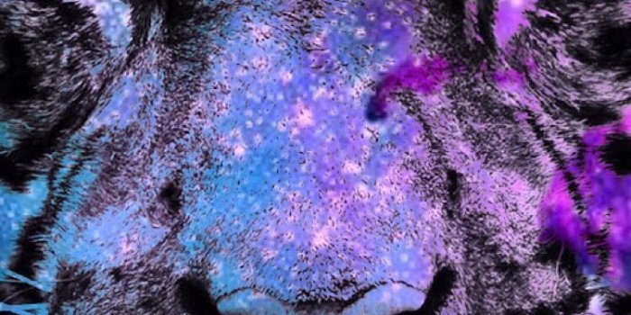 750x1334 50+ Tiger Phone Wallpapers - Download at WallpaperBro