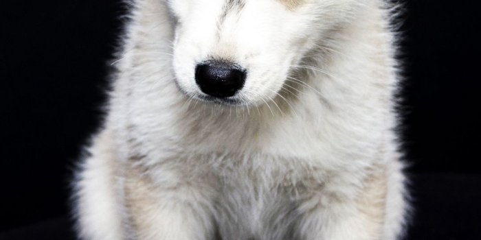 1080x1920 Cutest Puppy Wallpaper HD