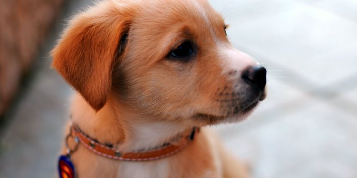2560x1600 Cute Puppy Desktop Background