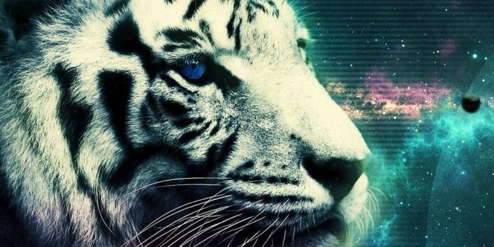 1024x1024 galaxy tiger | Fantasy in 2019 | Tiger wallpaper, Tiger artwork