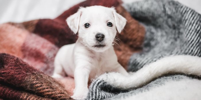 1920x1080 Cute Puppy Wallpapers (40 images) - Wallpaper Stream
