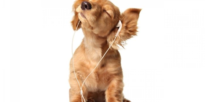 1920x1200 65+ Funny Puppy Wallpapers - Download at WallpaperBro