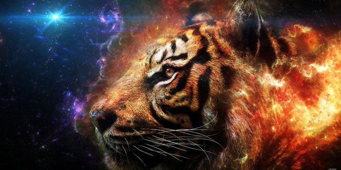 2560x1440 d Animated Tiger Wallpapers d wallpaper HD Wallpapers k | wallpapers