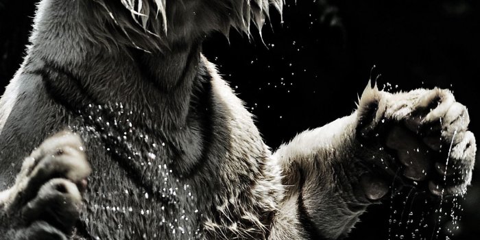 1440x2560 Download wallpaper 1440x2560 white tiger, grin, spray, tiger