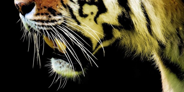 1440x2960 1440x2960 Tiger Abstract 5k Samsung Galaxy Note 9,8, S9,S8,S8+ QHD