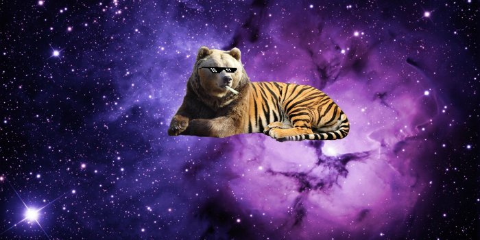 2560x1565 Space-Bear-Tiger HD wallpaper
