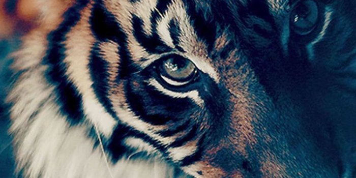 1080x1920 Hipster Tiger Galaxy Wallpapers - Top Free Hipster Tiger Galaxy