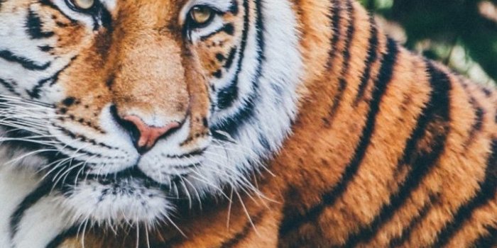 720x1280 720x1280 tiger, predator, muzzle, lies Galaxy s3 wallpaper