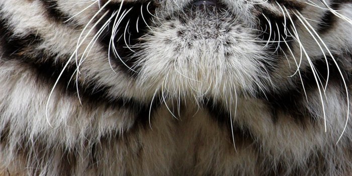 1440x2560 Samsung Galaxy S7 Beautiful Tiger Wallpaper | Gallery Yopriceville