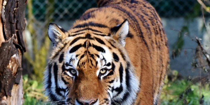 1440x2960 Download 1440x2960 wallpaper tiger, predator, looking straight, zoo