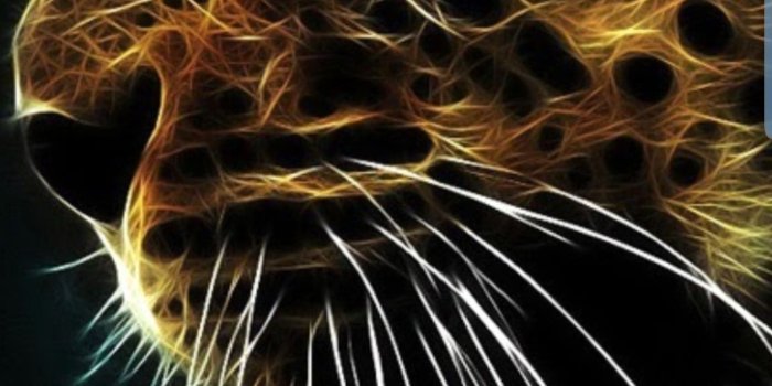 1440x3040 Tiger s10 : S10wallpapers