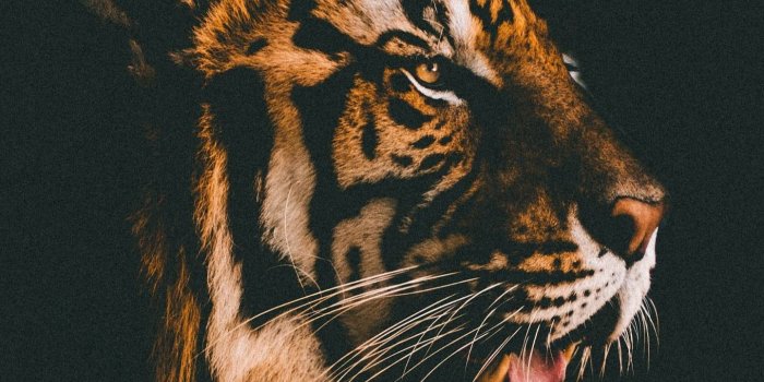 1440x2117 Download 1440x2960 wallpaper tiger, muzzle, relaxed, predator