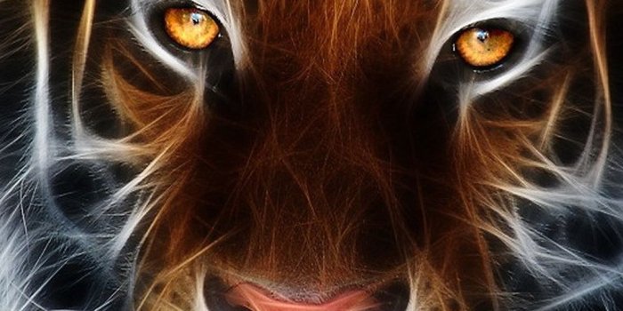 1080x1920 Tiger 03 Wallpapers for Galaxy S5