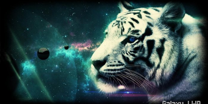1280x720 White Tiger Wallpaper for Android - APK Download