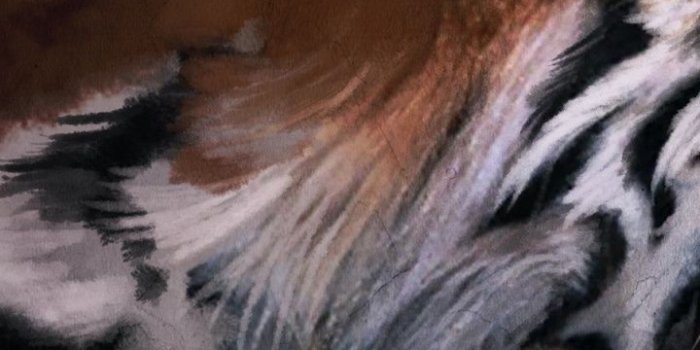 720x1280 720x1280 Tiger Galaxy s3 wallpaper